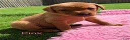 Labrador Retriever dogs for sale: Gorgeous dark Fox Red Pedigree Labs - Advert 7