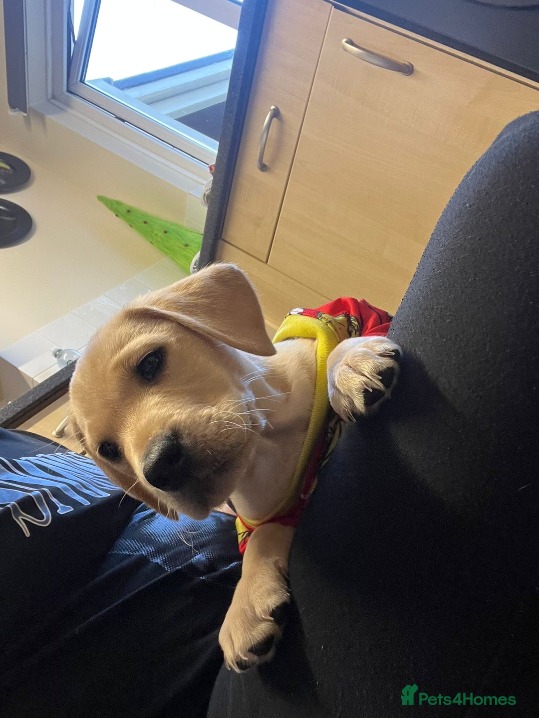 Labrador Retriever dogs for sale: KC Registered Labrador Puppy – 13 Weeks Old - Advert 2