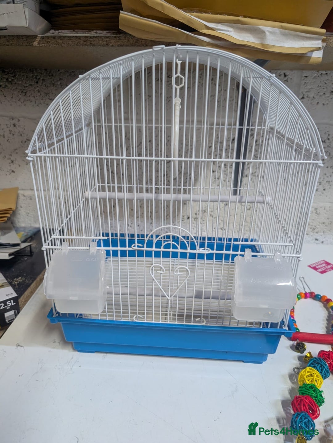 Budgerigars birds for sale: All Colours in Budgies - Advert 15