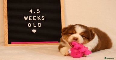 Australian Shepherd dogs - Advert 1