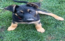Mixed Breed dogs for sale: READY TO GO-Belgian shepherd/German shepherd pups  - Image 6