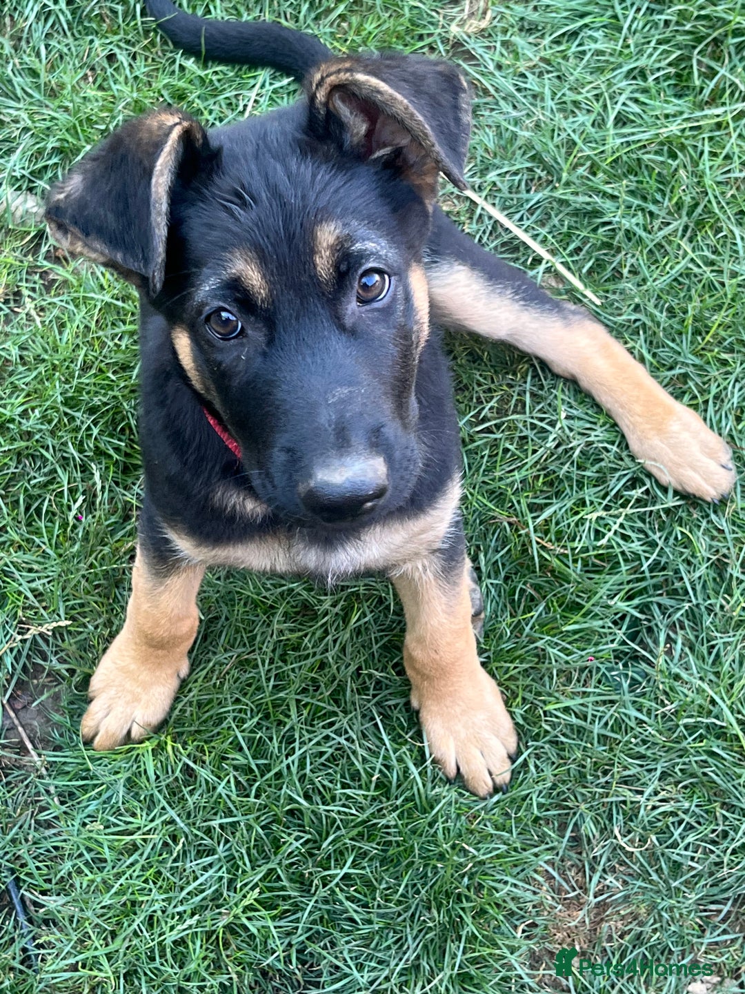 Mixed Breed dogs for sale: READY TO GO-Belgian shepherd/German shepherd pups  - Image 6