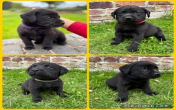 Labrador Retriever dogs for sale: Stunning Black Labrador Puppies KC Parents  - Image 1