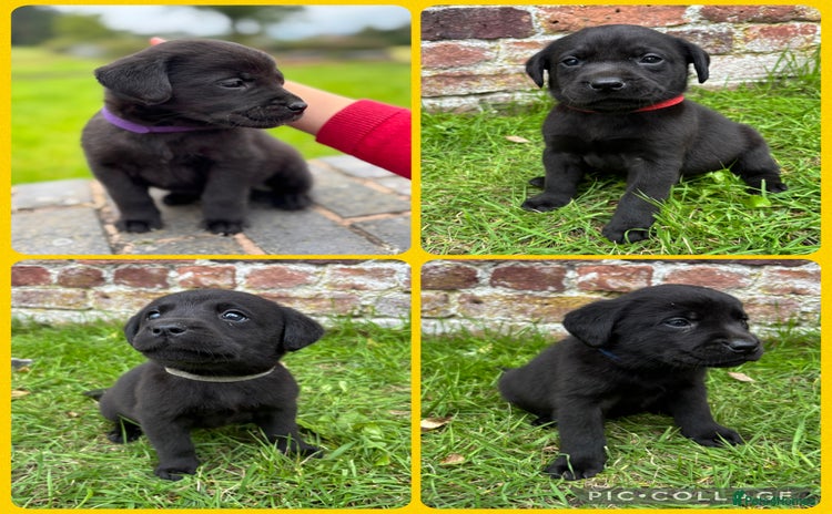 Labrador Retriever dogs - Advert 8