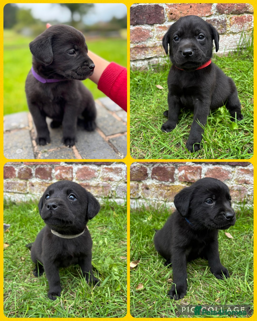 Labrador Retriever dogs for sale: Stunning Black Labrador Puppies KC Parents  - Image 1