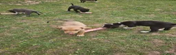 Lurcher dogs for sale: Stunning Kelpie lurchers  - Advert 34