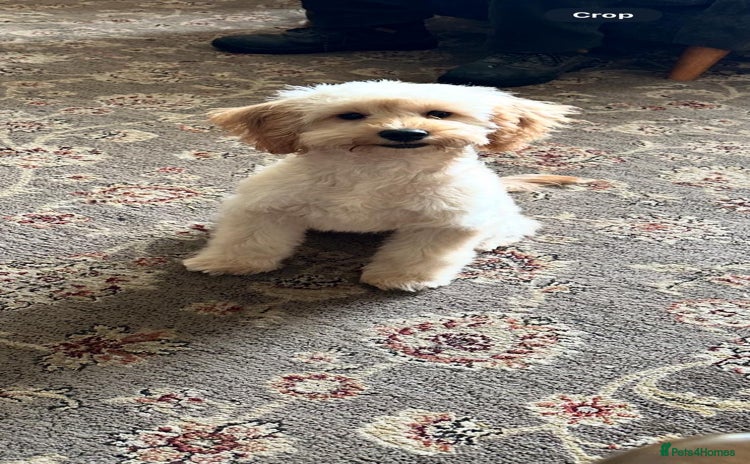Cockapoo dogs - Advert 10