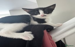 Mixed Breed cats for sale: Ready for new home  - Image 6