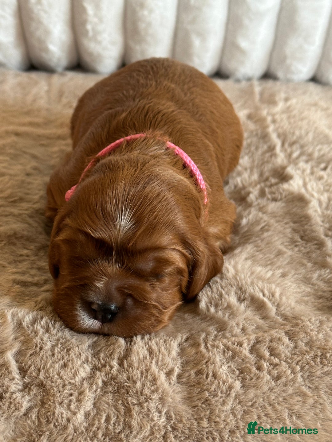 Cavalier King Charles Spaniel dogs for sale: 🐾 KC Registered Health Tested Puppies 🐾 - Image 24