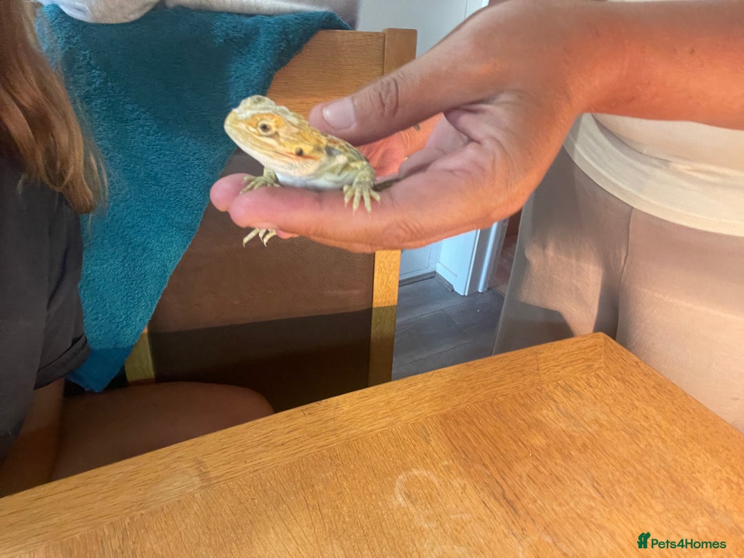 Bearded Dragon reptiles for sale: Bearded dragons  - Image 10