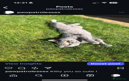 British Shorthair cats for sale: 🐾✨ Beautiful British Shorthair Cat Available ✨🐾 - Image 1