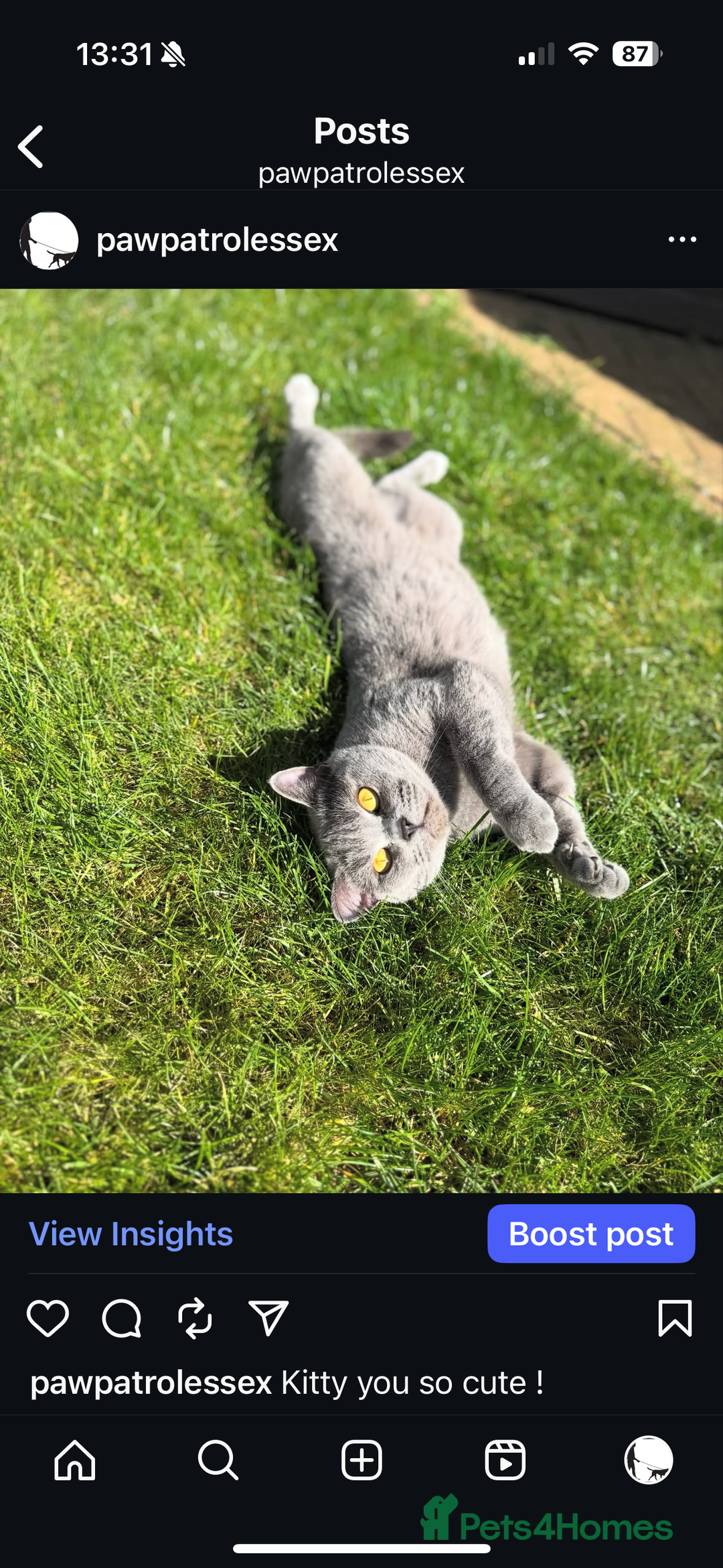British Shorthair cats for sale: 🐾✨ Beautiful British Shorthair Cat Available ✨🐾 - Image 1