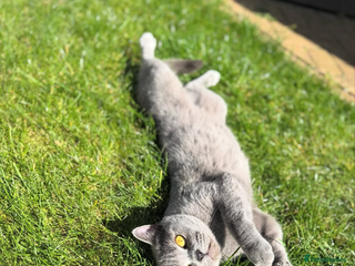 British Shorthair cats - Advert 6