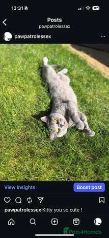 British Shorthair cats - Advert 9