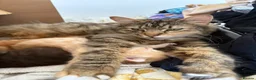 Mixed Breed cats for sale: Cute mixed breed kittens  - Advert 8