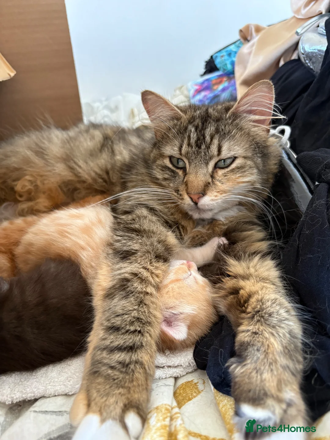 Mixed Breed cats for sale: Cute mixed breed kittens  - Advert 8
