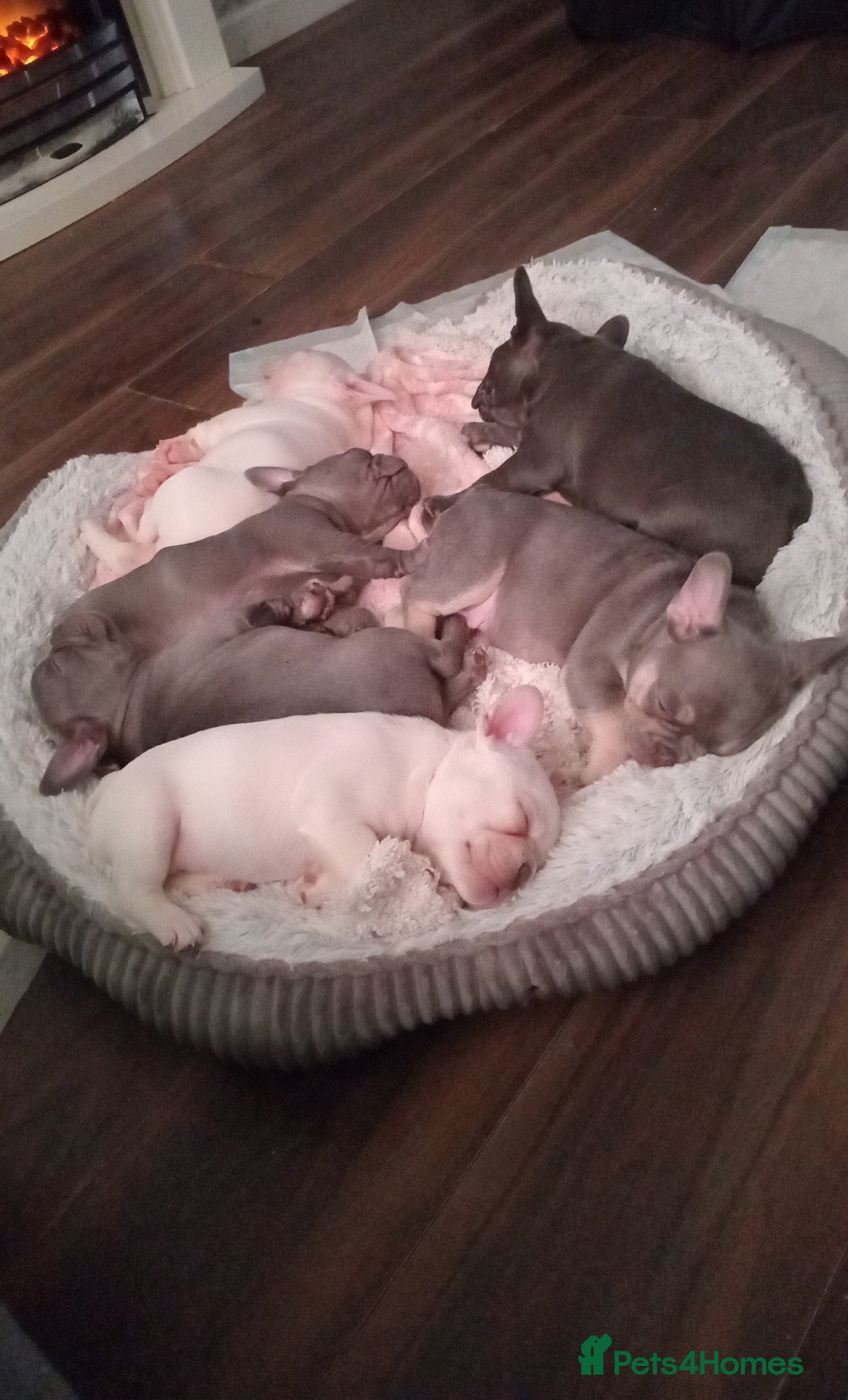 French Bulldog dogs Beautiful blue an green eyed frenchie puppies  - Advert 5