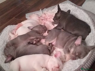 French Bulldog dogs Beautiful blue an green eyed frenchie puppies - Advert 1