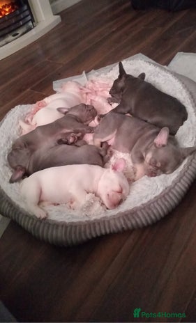 French Bulldog dogs Beautiful blue an green eyed frenchie puppies - Advert 1