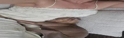 Italian Greyhound dogs for sale: 2 tiny KC registered Italian Greyhound boys - Advert 5