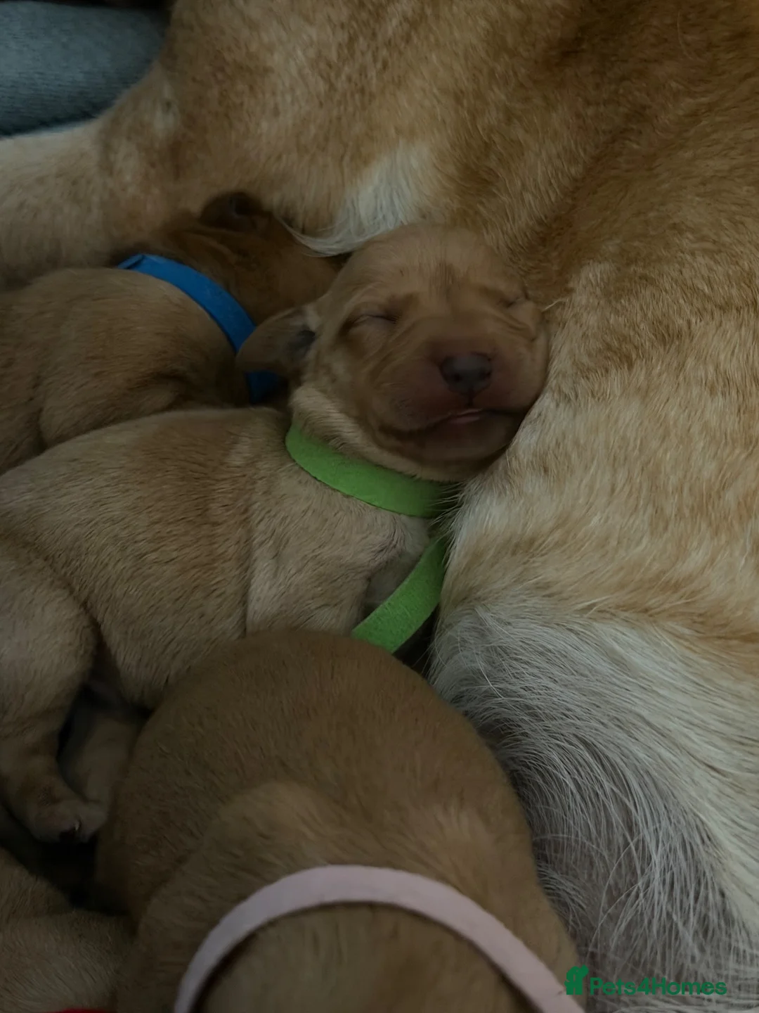 Labrador Retriever dogs for sale: Labrador Retriever Puppies 🐾 in Diss - Advert 2
