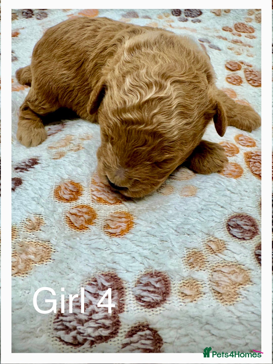 Cockapoo dogs for sale: Outstanding F1b Cockapoo Fully Health Tested  - Advert 26