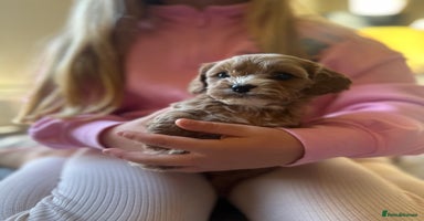 Cavapoo dogs - Advert 11