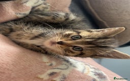 Ragdoll cats for sale: Ragdoll mix kittens - Image 10