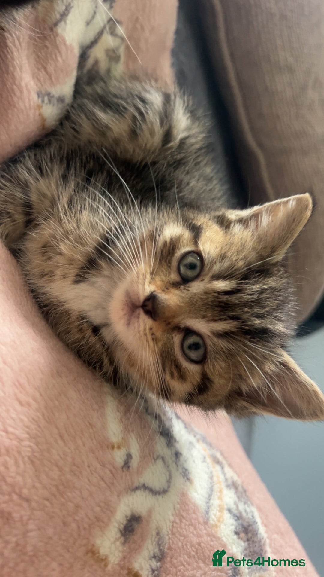 Ragdoll cats for sale: Ragdoll mix kittens - Image 10