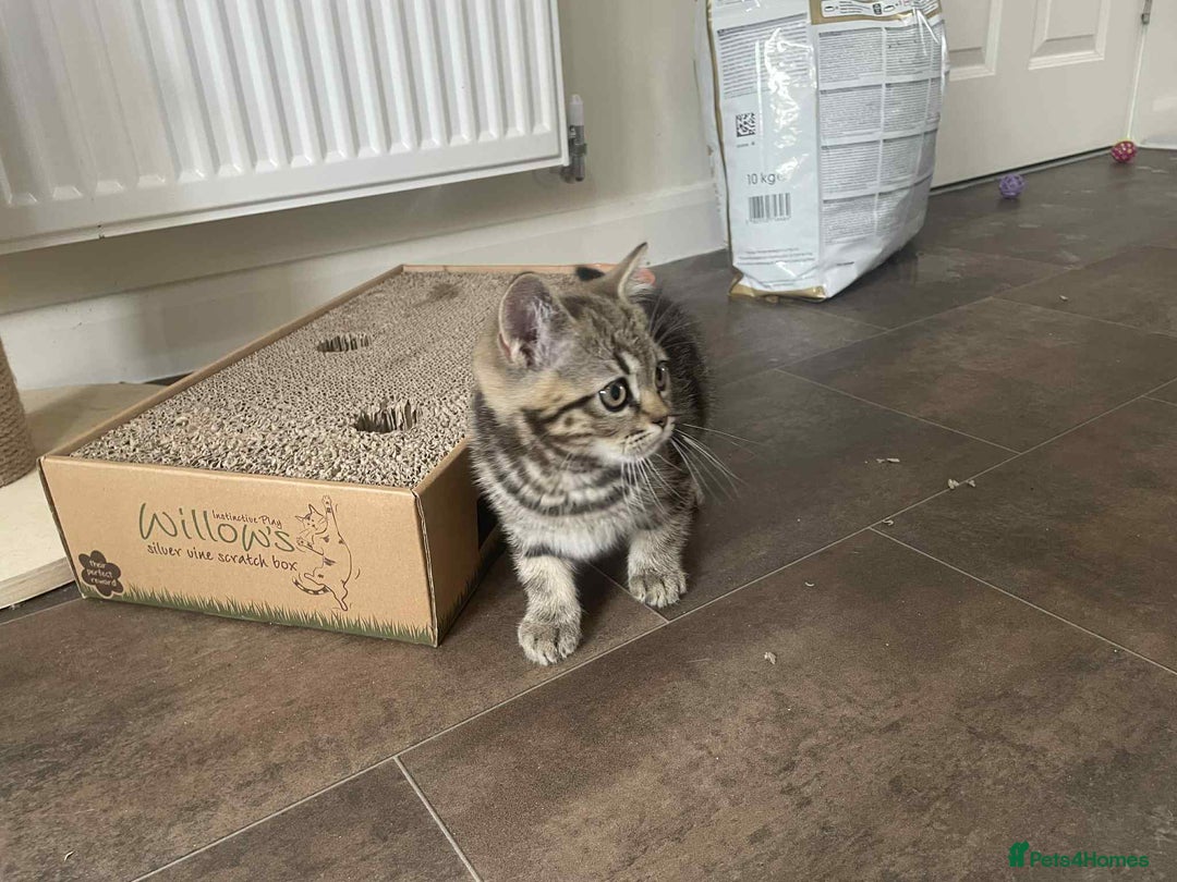 British Shorthair cats for sale: Silver spotted British Shorthair kittens  - Image 16