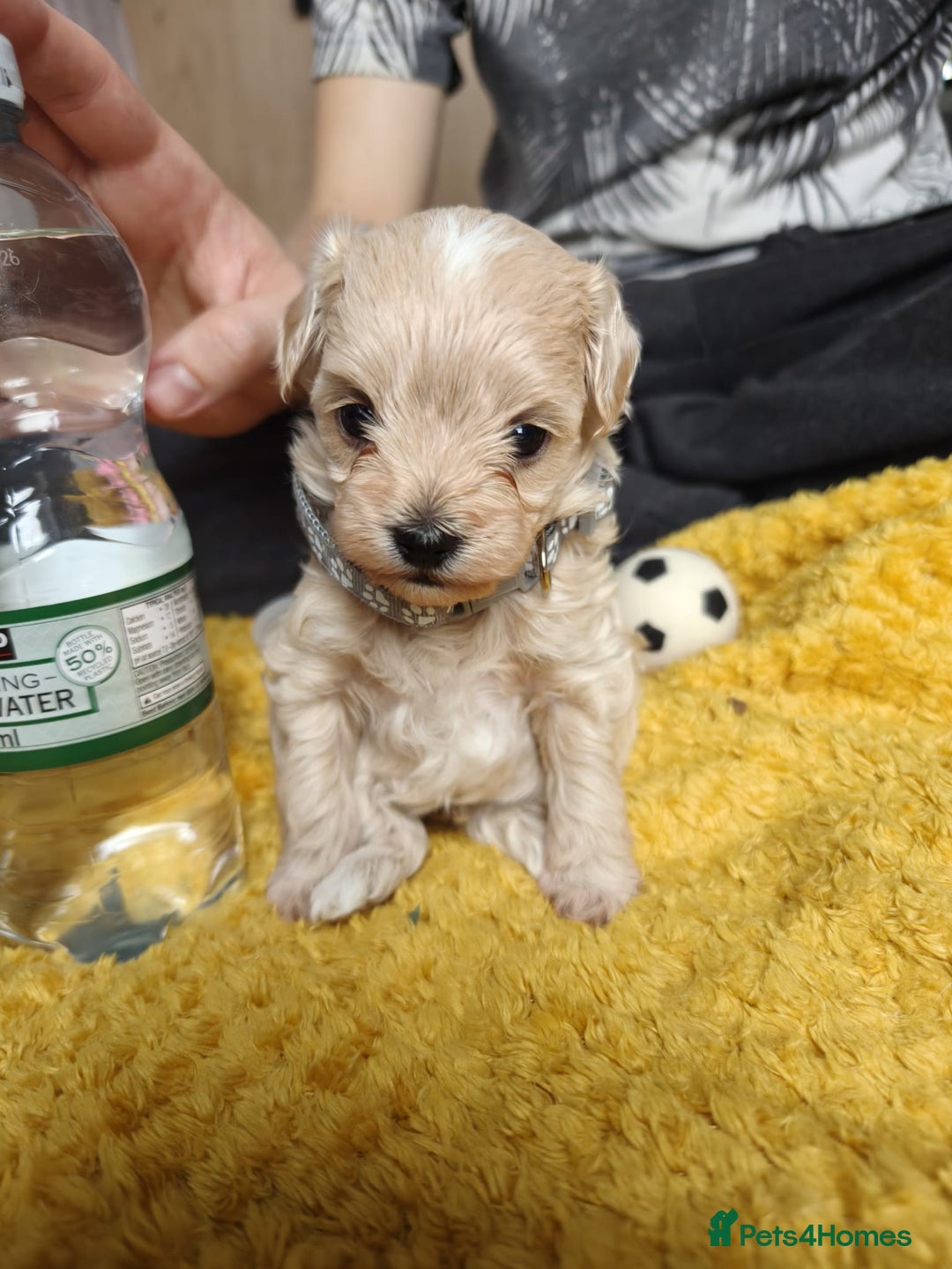 Maltipoo dogs for sale: F2 Mini Maltipoo,Toy size 4 boys - Image 21