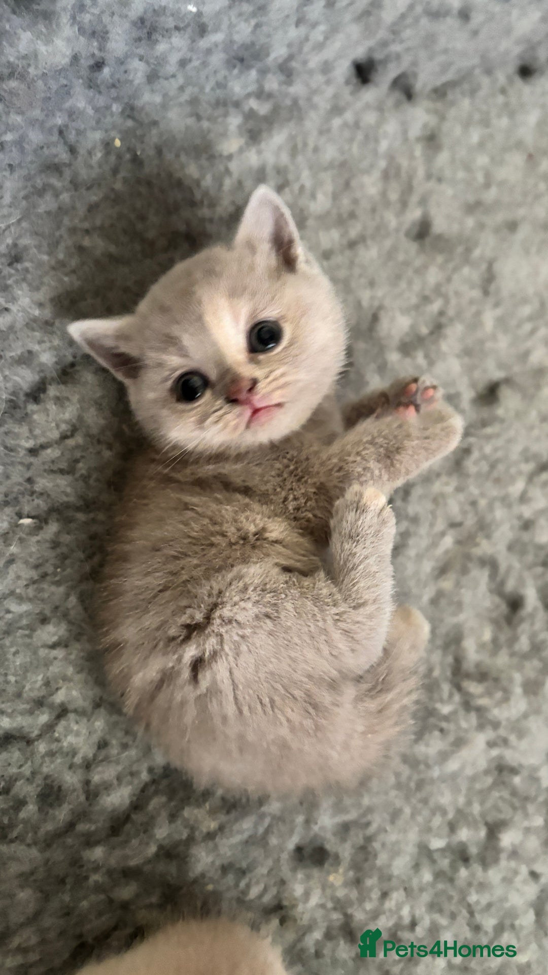 British Shorthair cats for sale: British Shorthair kittens - Image 4