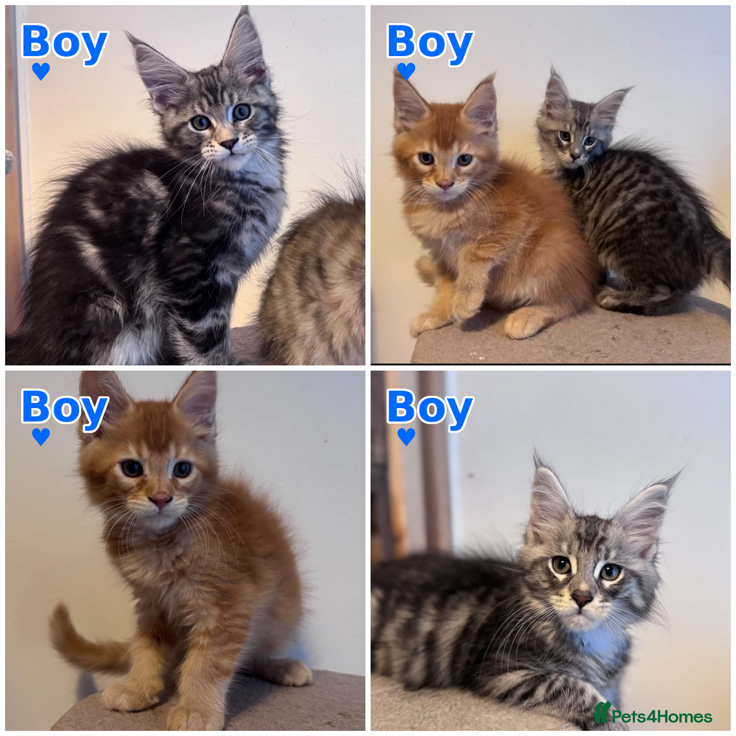 Maine Coon cats Maine coon active kittens readdy to leave - Advert 9