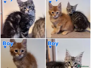 Maine Coon cats Maine coon active kittens readdy to leave - Advert 9