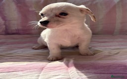 Chihuahua dogs for sale: Chihuahua cross King Charles  - Image 9