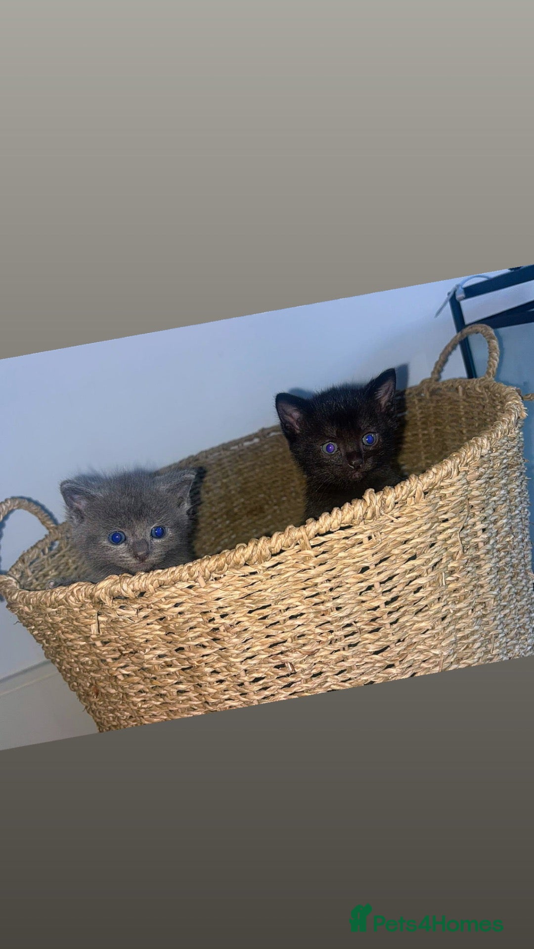 British Shorthair cats Beautiful kittens for sale  - Advert 6