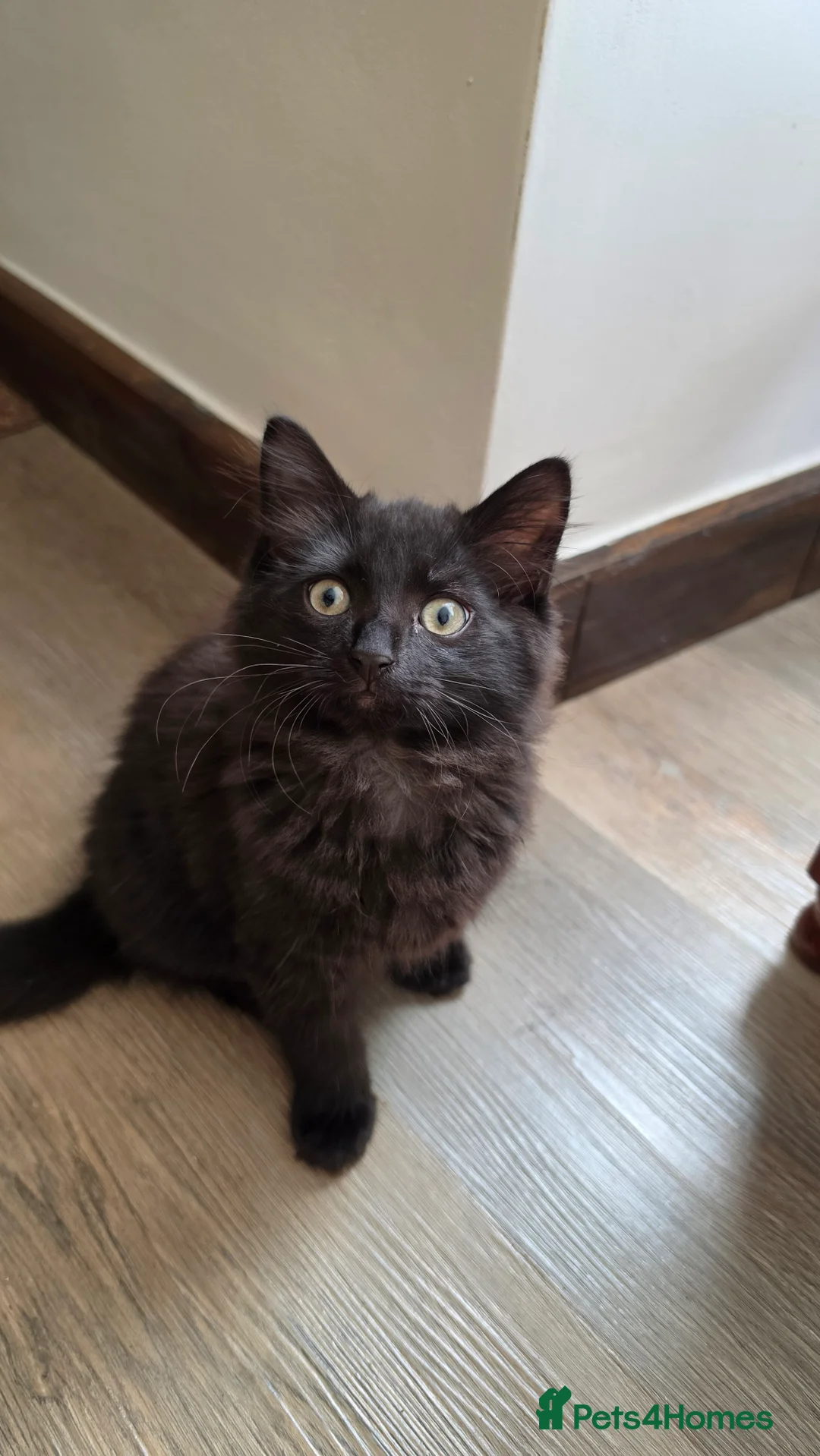 Mixed Breed cats for sale: they are looking for a new home - Advert 4