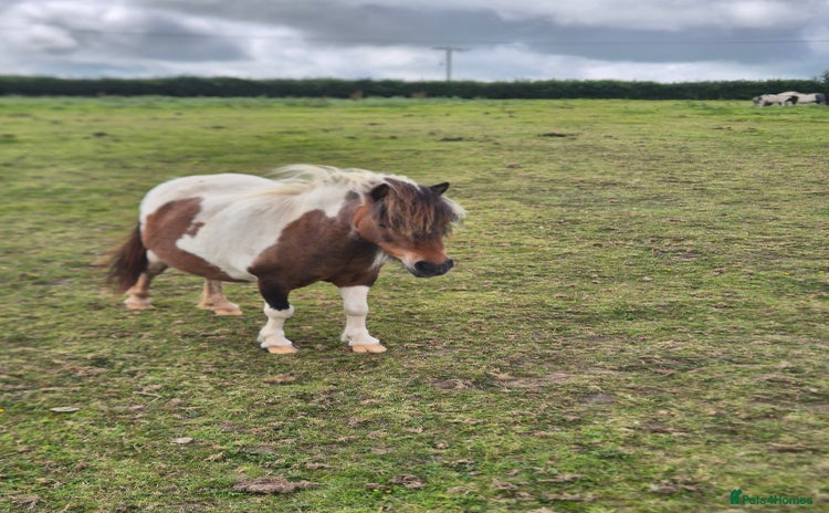 Shetland pony horses in Launceston - Advert 4