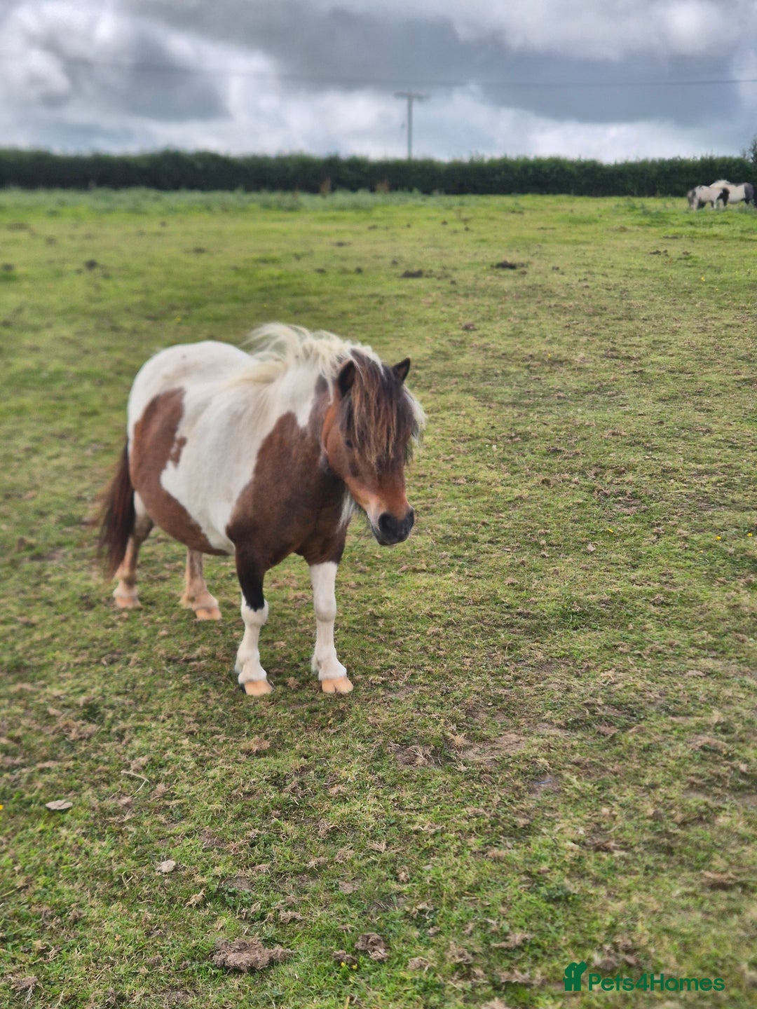 Shetland pony horses for sale: Miniature Shetland Mares in Launceston - Image 1