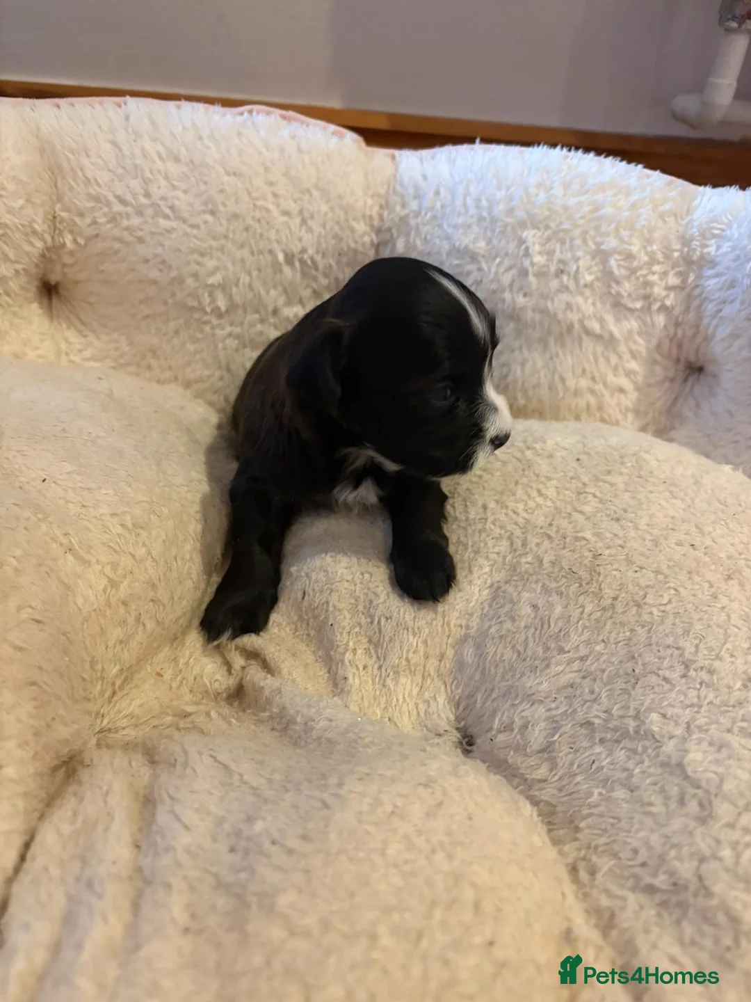 Havanese dogs for sale: Beautiful Havanese puppies - Advert 8