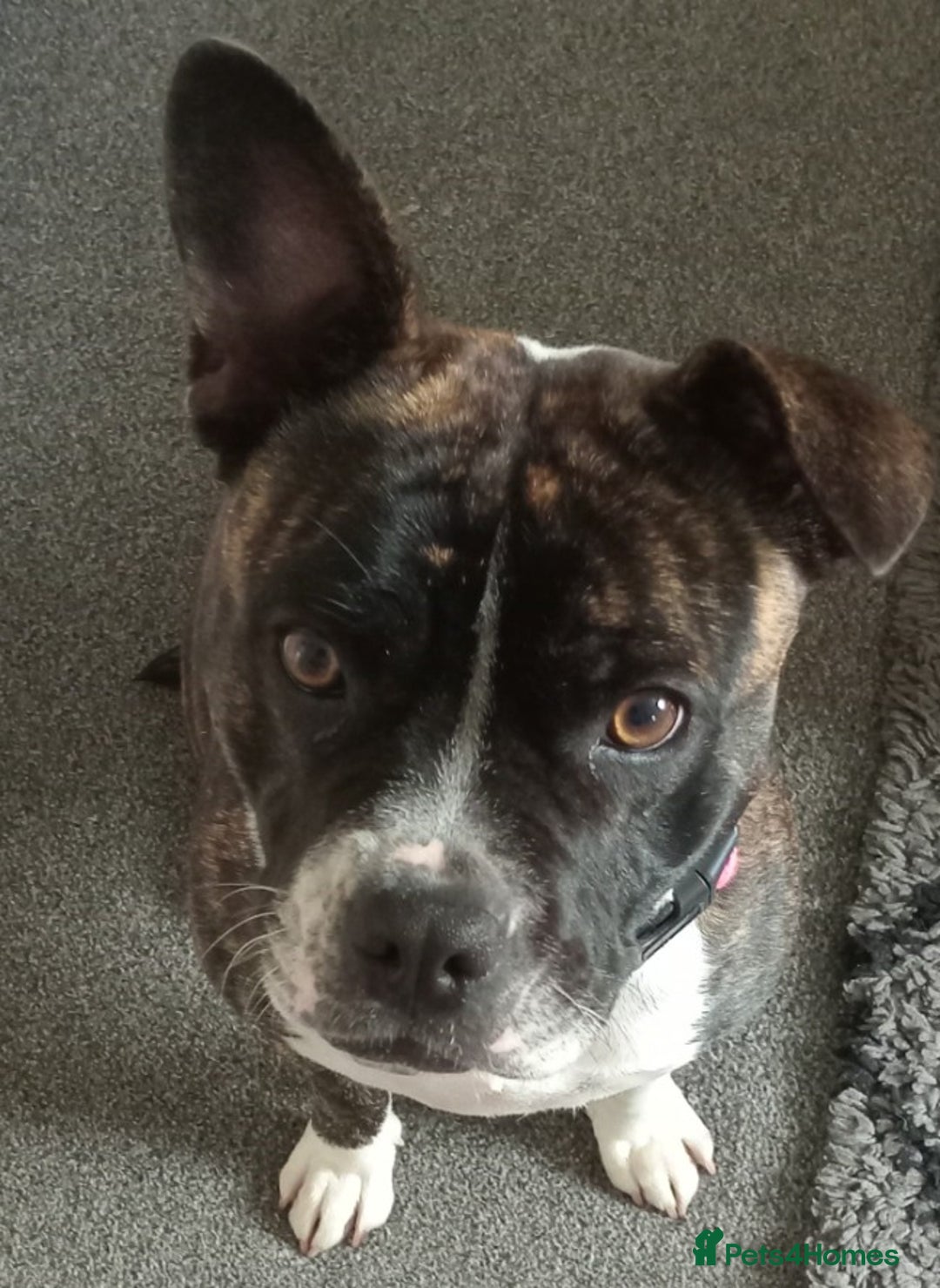 Mixed Breed dogs for sale: Staffy x frenchie - Image 3