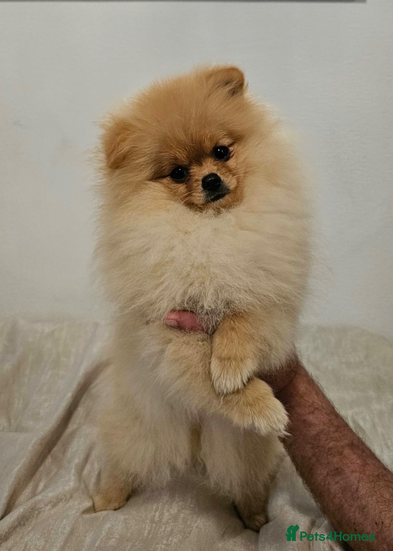 Pomeranian dogs Beautiful Stunning Loving Pomeranian Puppies  - Advert 1
