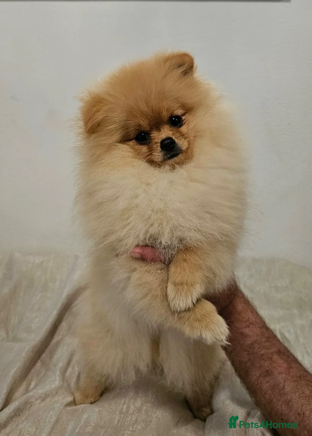 Pomeranian dogs for sale: Beautiful Stunning Loving Pomeranian Puppies  - Advert 1