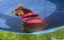 German Shepherd dogs for sale: Female German shepherd  - Image 5