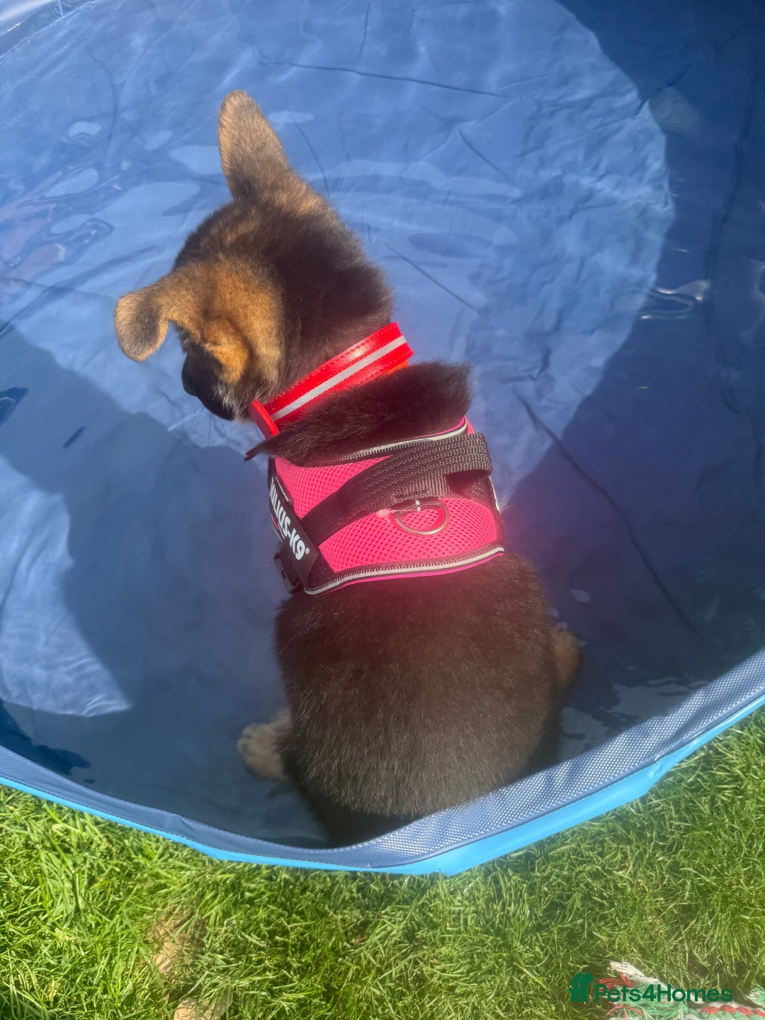 German Shepherd dogs for sale: Female German shepherd  - Image 5