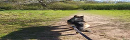 German Shepherd dogs for sale: Astra - Advert 3