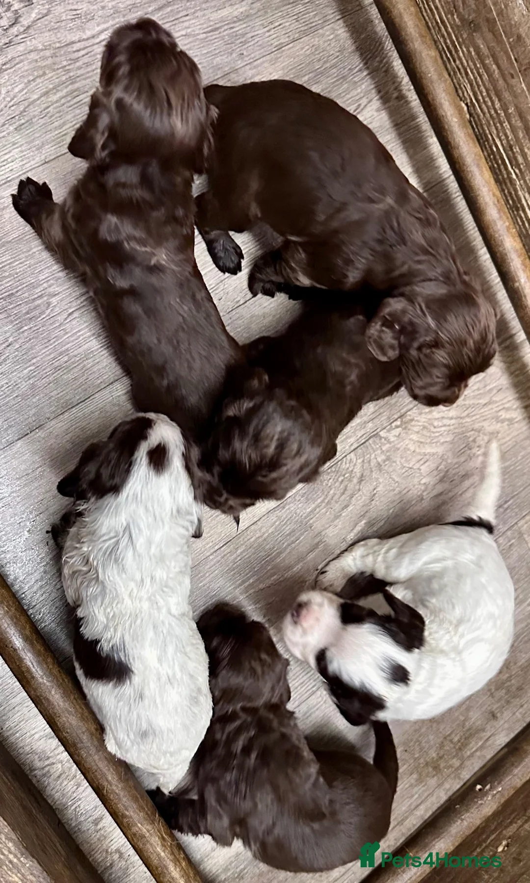 Cocker Spaniel dogs for sale: Cocker Spaniel Puppies - Advert 2