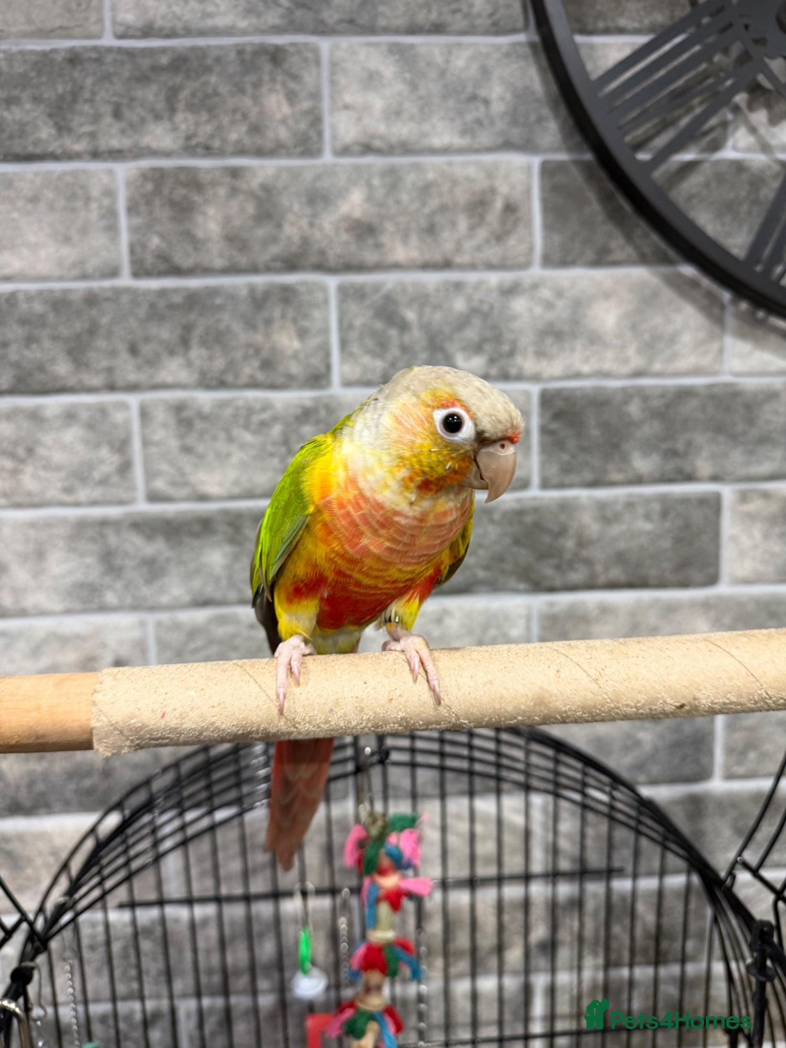 Conures birds Pineapple conure parrot  - Advert 5