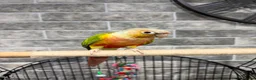 Conures birds for sale: Pineapple conure parrot  in Leicester - Advert 1