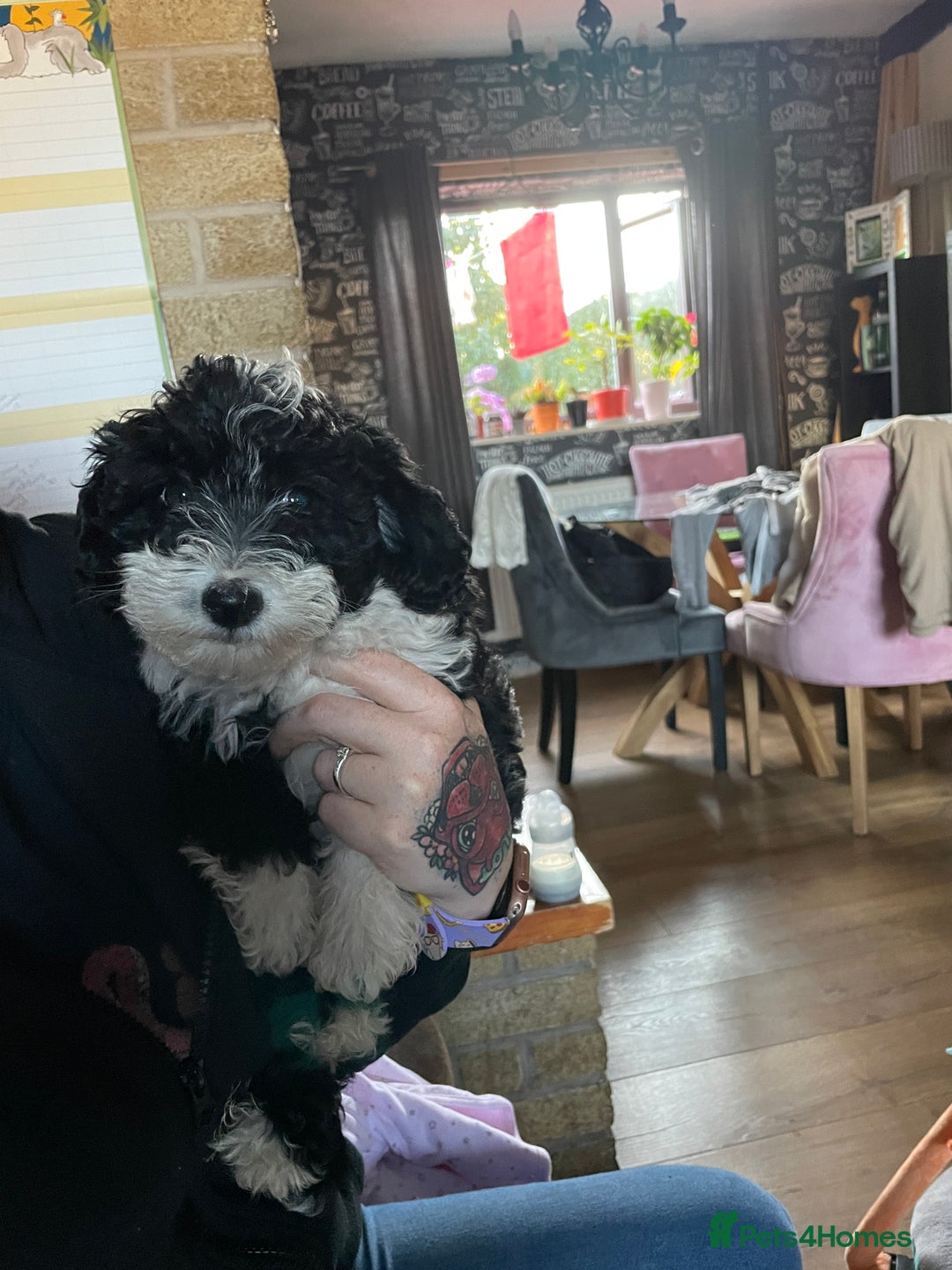 Toy Poodle dogs for stud: Beautiful, proven toy poodle for stud - Advert 15